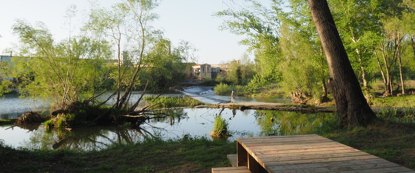 Ribes del riu Ter a Girona
